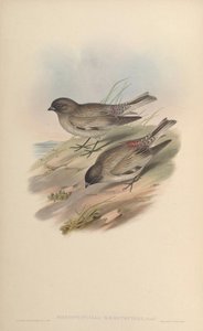 Montifringilla haematopygia = Leucosticte brandti haematopygia 作： John Gould